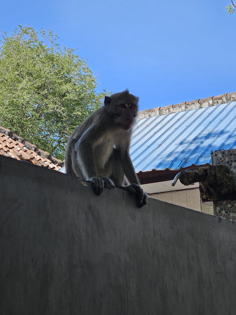 Un petit singe qui picote sur un mur