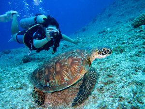 Une jolie tortue posant pour un plongeur photographe