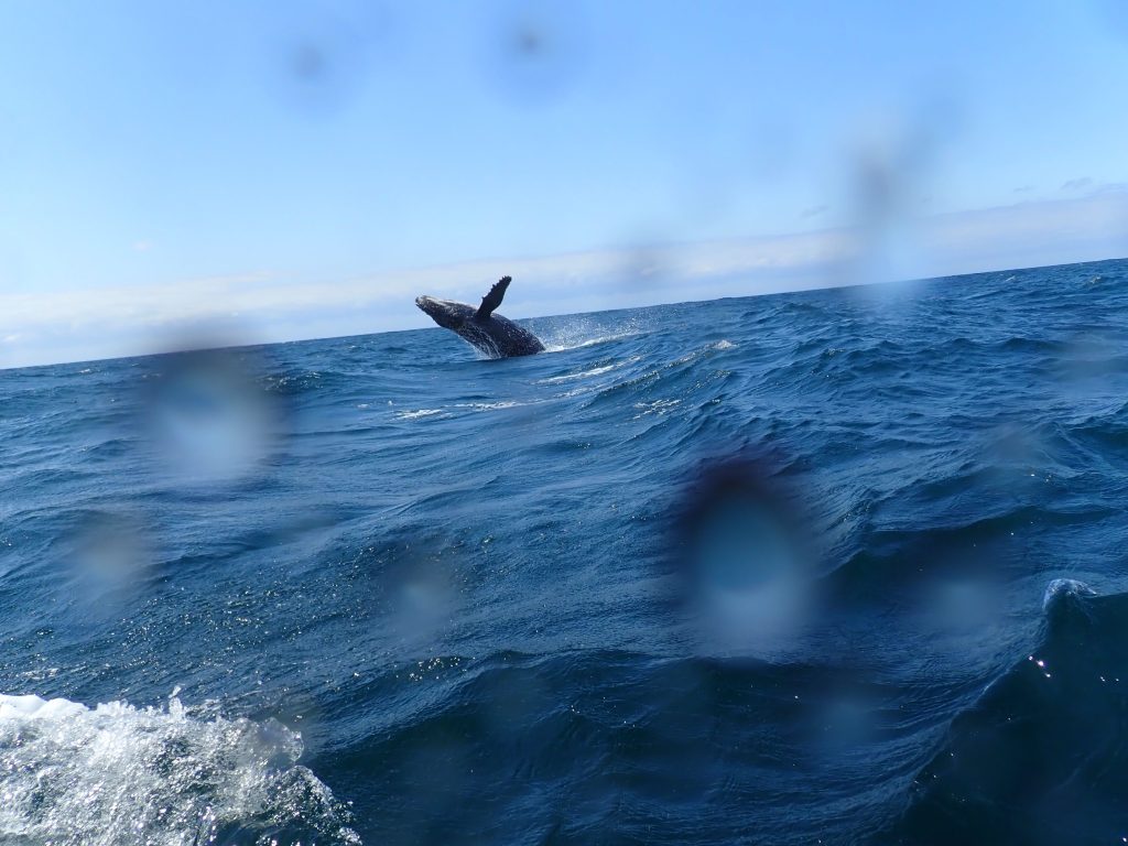 Saut d'une baleine à bosse hors de l'eau