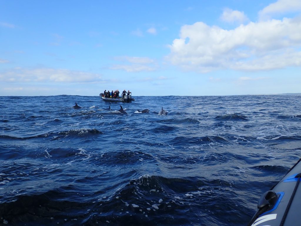 banc de dauphins