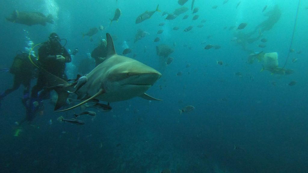 rencontre avec un requin