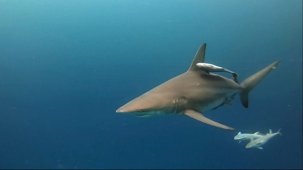 Un requin avec ses rémoras