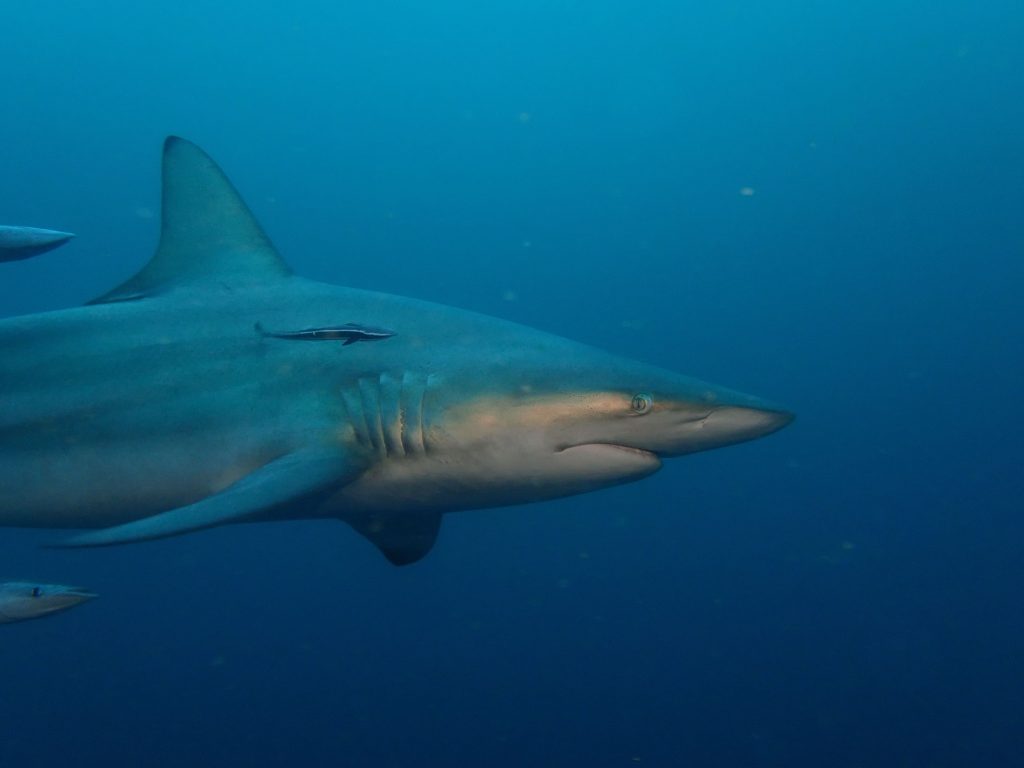 un grand requin de profil