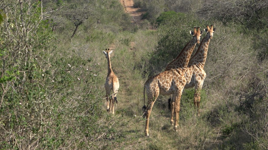 groupe de girafes dans la brousse