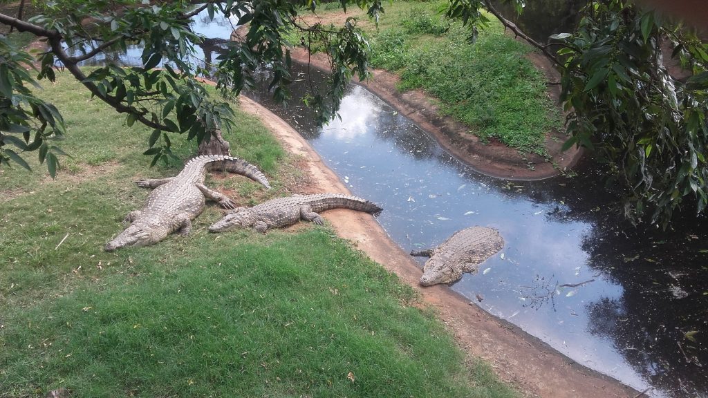 des crocodiles au bord d'une rivière