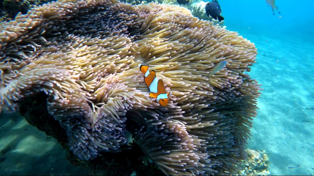 Poisson-clown dans son anémone
