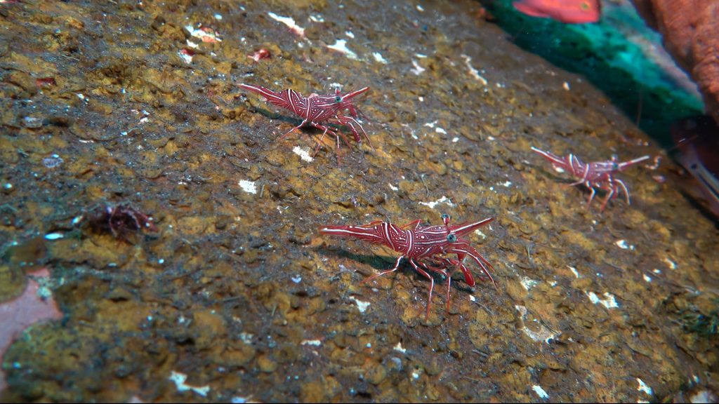 petites crevettes