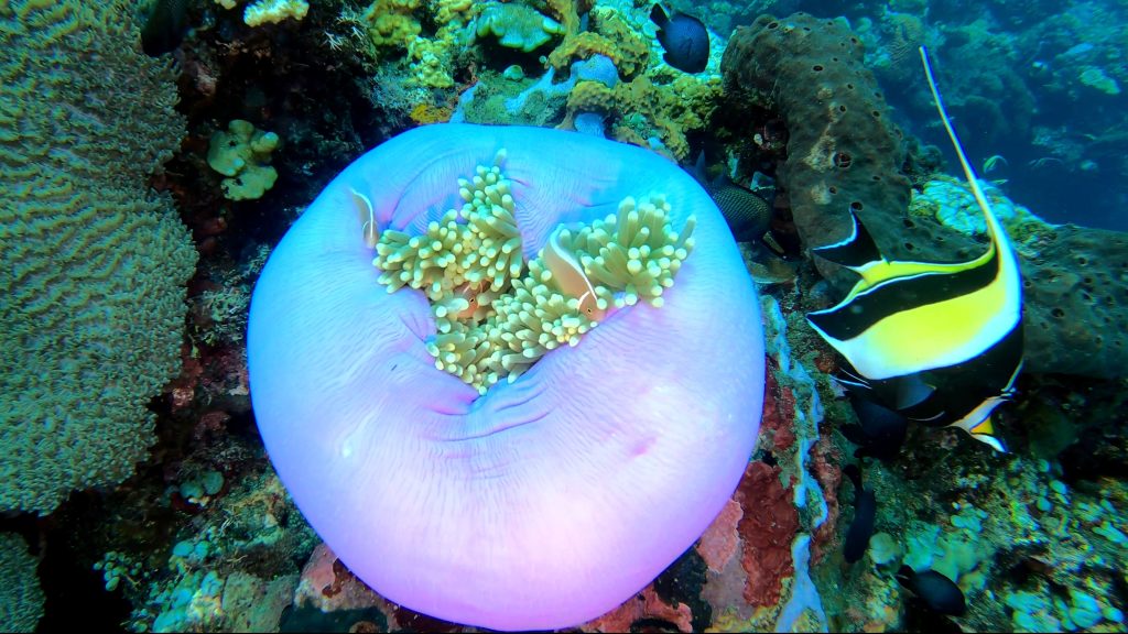 photo sous-marine
