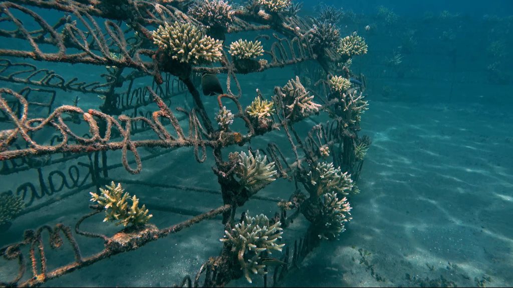 Culture de corail sous-marin