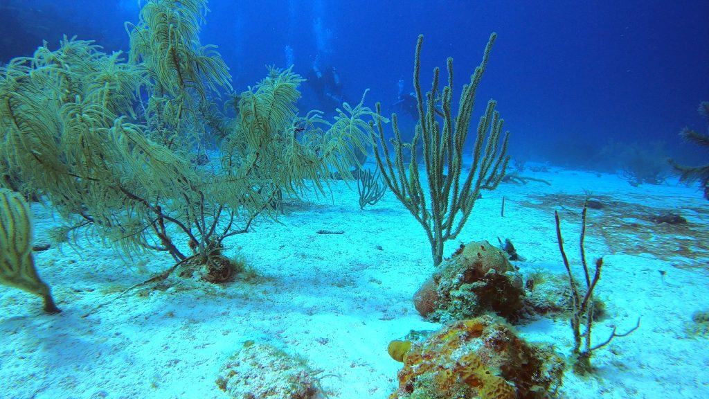 fonds marins
