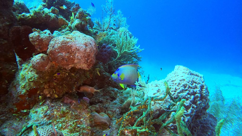 Poissons dans un récif