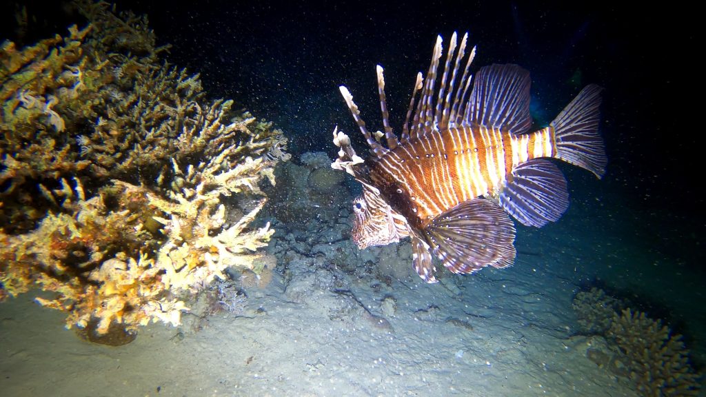 Poisson lion
