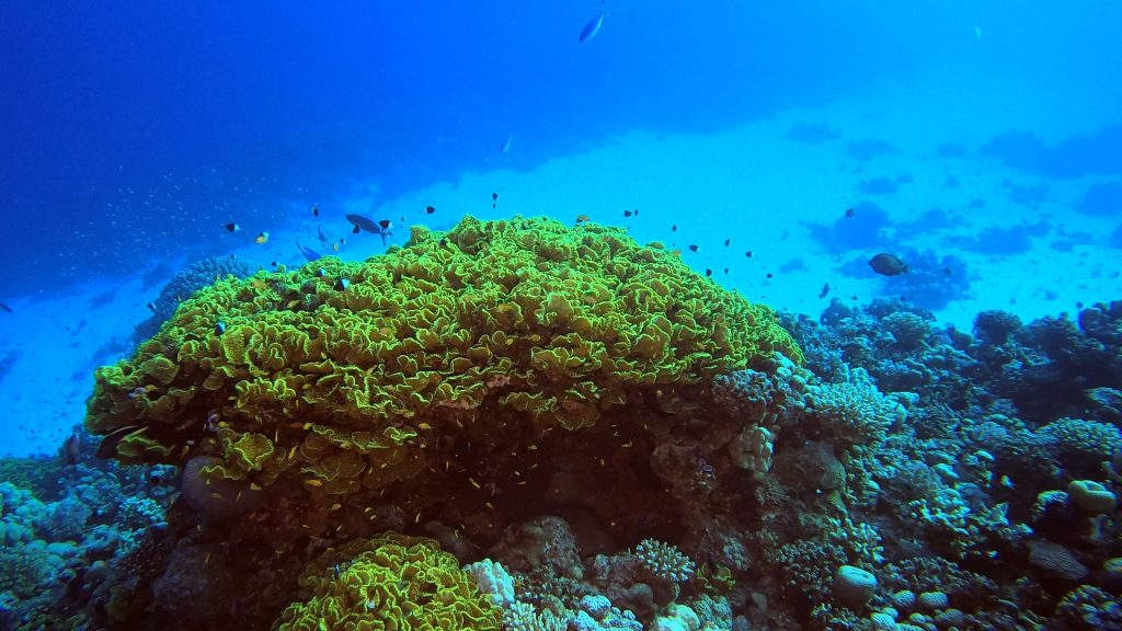 Récif de corail