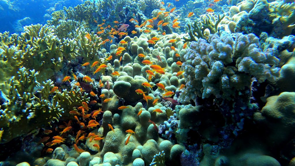 Petits poissons orange dans les coraux