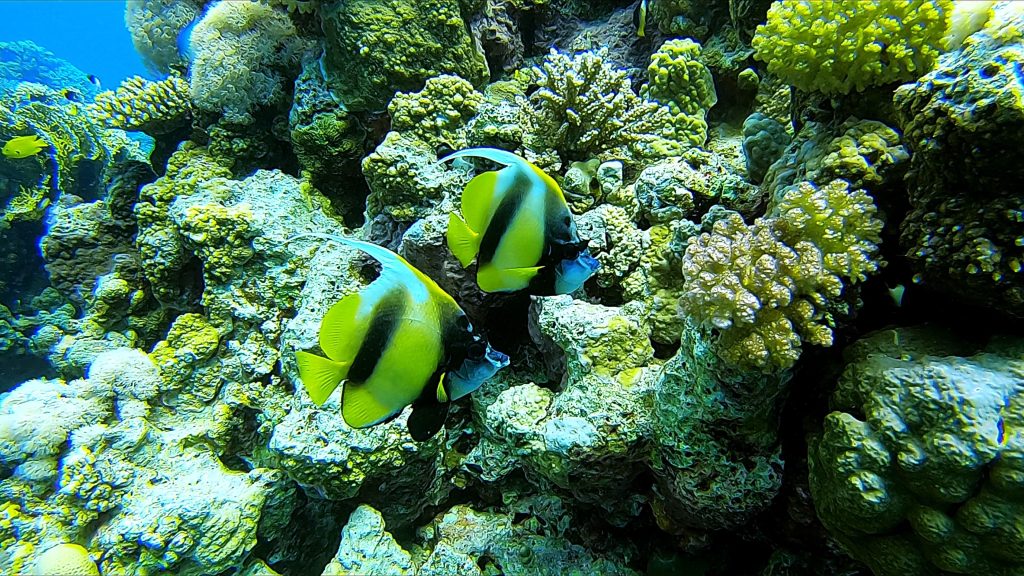 Magnifiques poissons cocher sur le récif