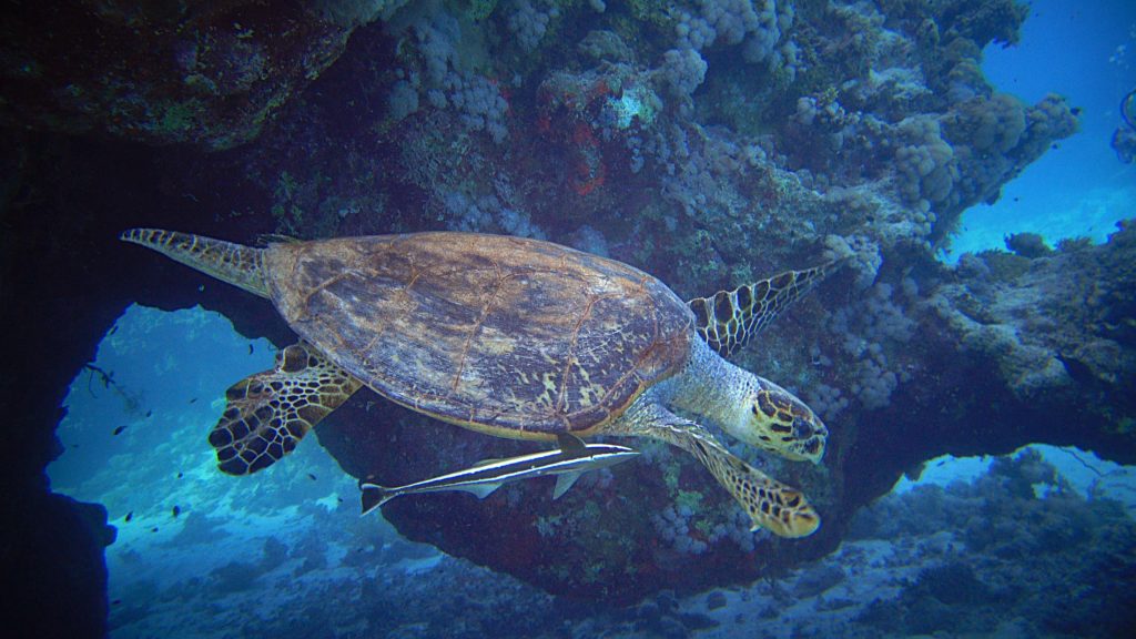 tortue nageant avec son rémora