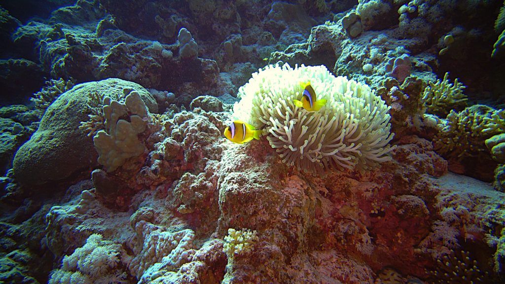Poissons clown dans leur anémone