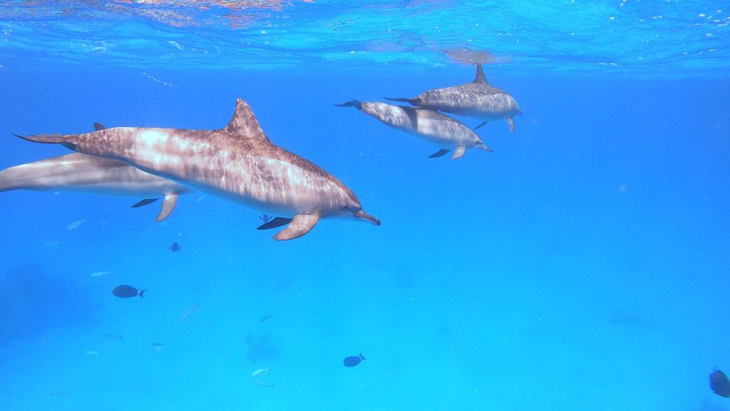 Groupe de dauphins en plongée