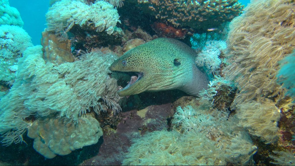 Une murène cachée dans le récif