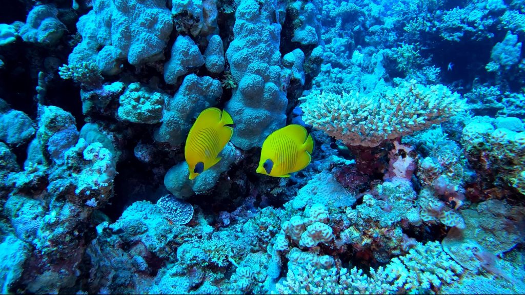 Un couple de poissons papillon dans le récif
