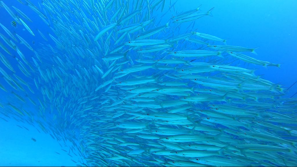 Banc de poissons
