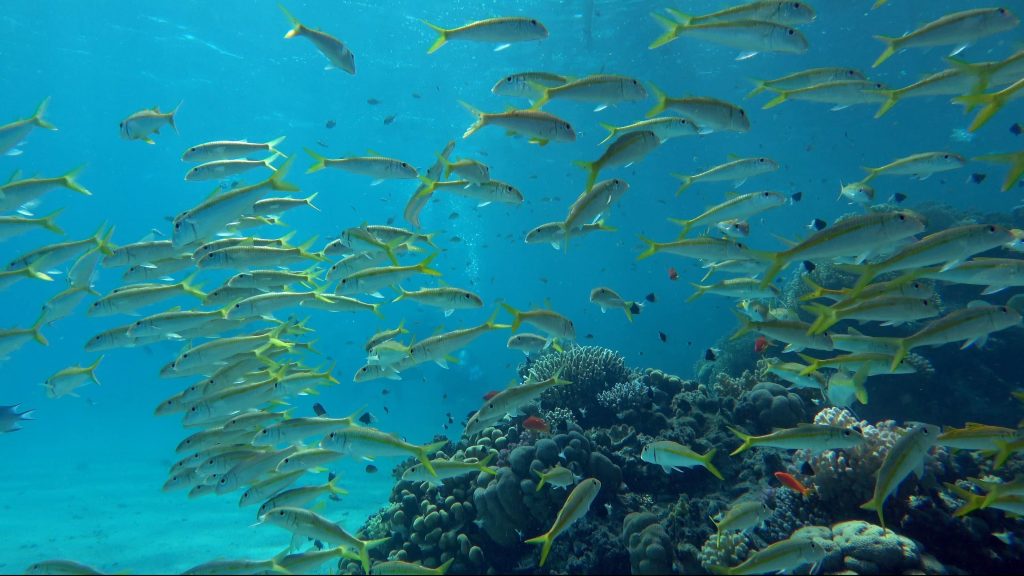 Poissons sur le récif