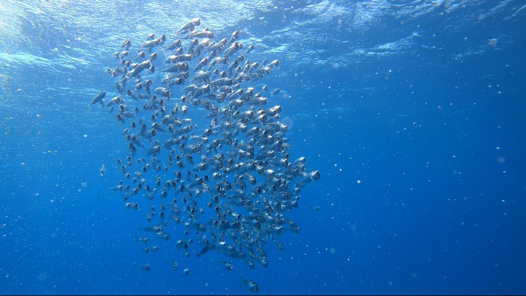 Banc de poissons