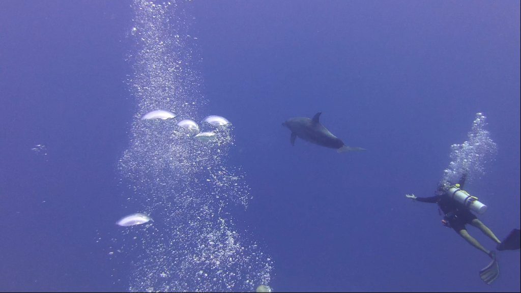 Un dauphin vient jouer avec les plongeurs