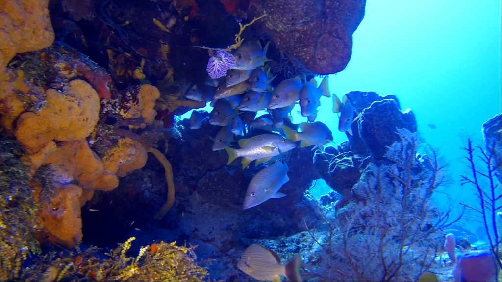 Poissons dans un récif