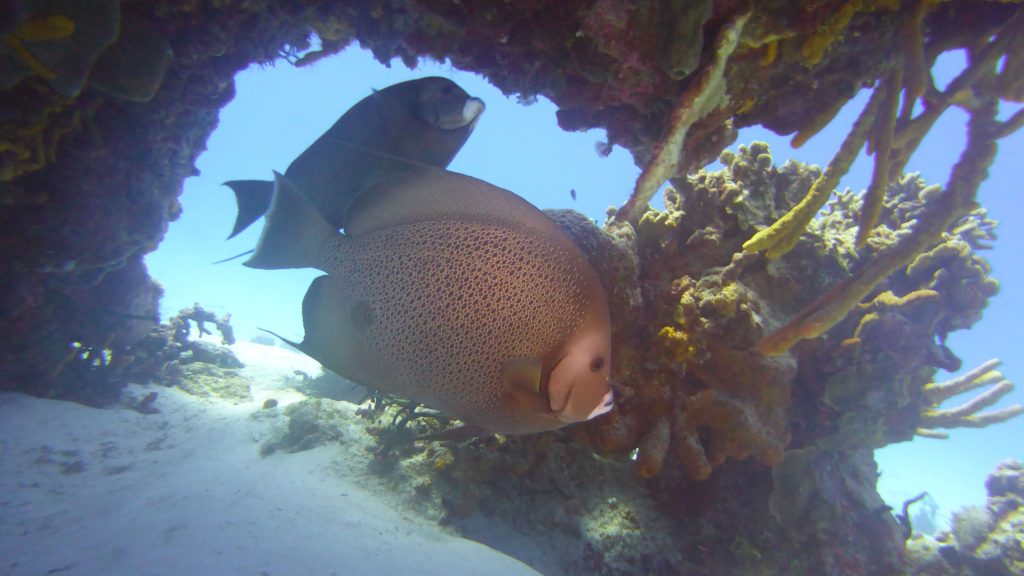 Poissons en plongée