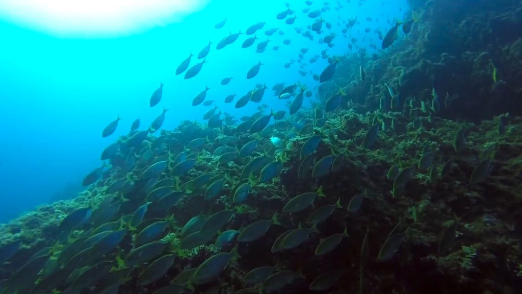 Superbe image d'un banc de poisson au clair de soleil