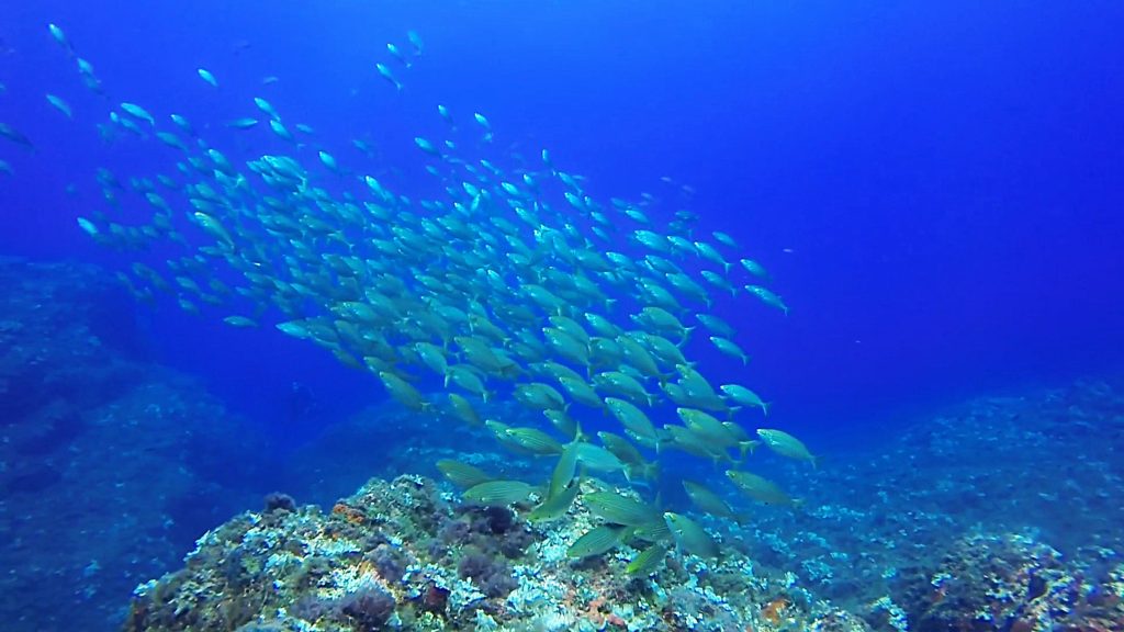 Banc de poisson en plongée