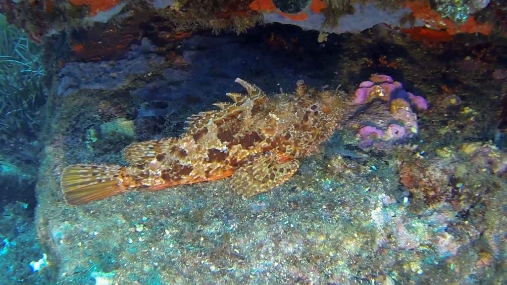 photo d'une rascasse sur fond de pierres