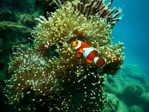 Un poisson clown en symbiose avec une anémone