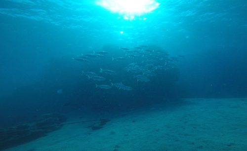 banc de poissons